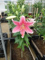 [4374 Pink Saffire GA No01.JPG]